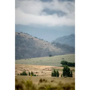 Blue Morning Ranges | Landscapes